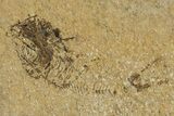 Oligocene Fossil Deep-Sea Hatchetfish (Polyipnus) - Poland #374283-1